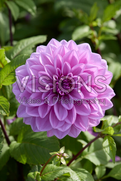 Dahlia Lilac Time Dahlia Lilac Time