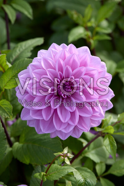 Dahlia Lilac Time Dahlia Lilac Time