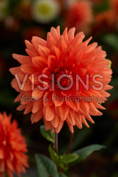 Dahlia Orange Sunrise Dahlia Orange Sunrise