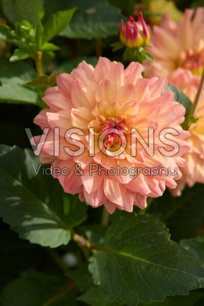 Dahlia CM3
