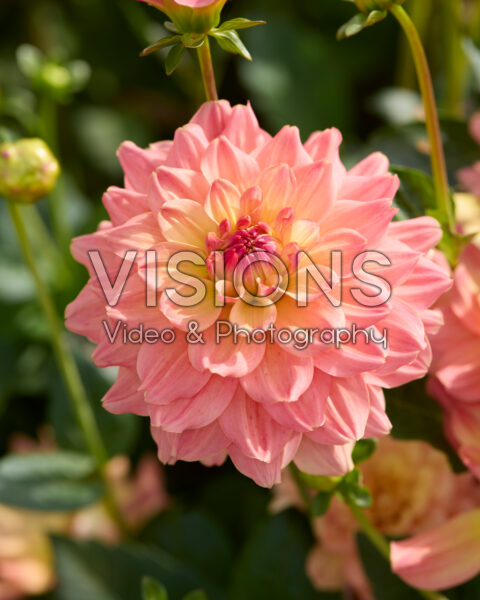 Dahlia CM3
