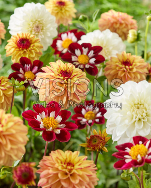 Mixed dahlias