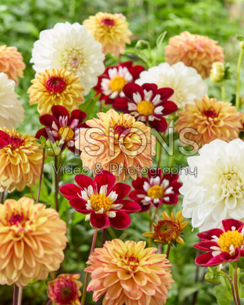 Gemengde dahlias Gemengde dahlias