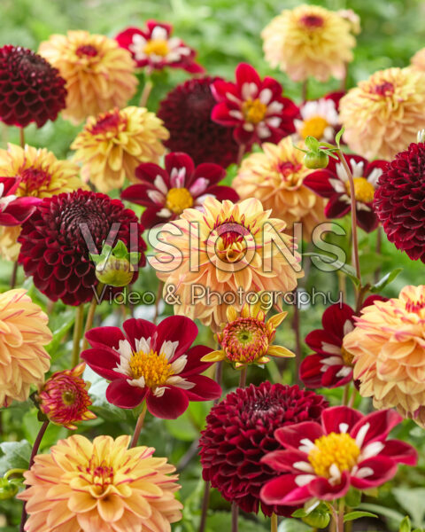 Mixed dahlias Mixed dahlias