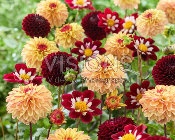 Mixed dahlias Mixed dahlias