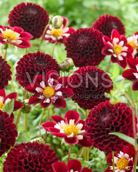 Dahlia Jowey Mirella, Mary Eveline Dahlia Jowey Mirella, Mary Eveline