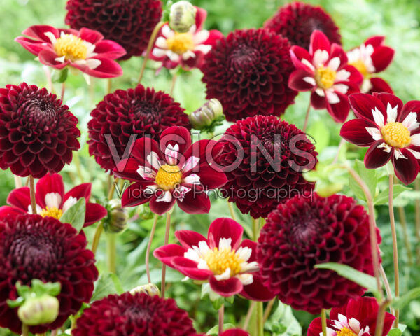 Dahlia Jowey Mirella, Mary Eveline