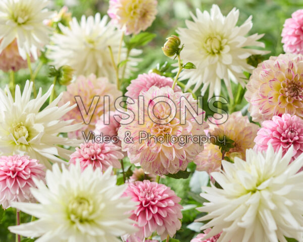 Mixed dahlias
