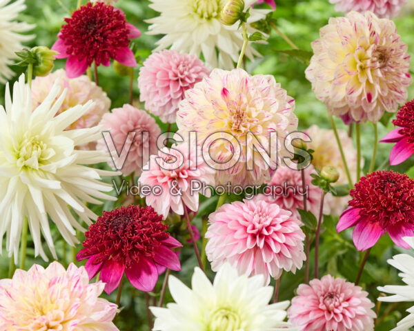 Mixed dahlias