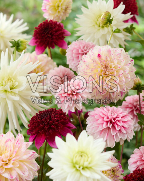 Mixed dahlias