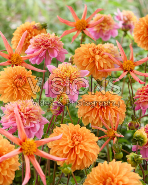 Mixed dahlias Mixed dahlias