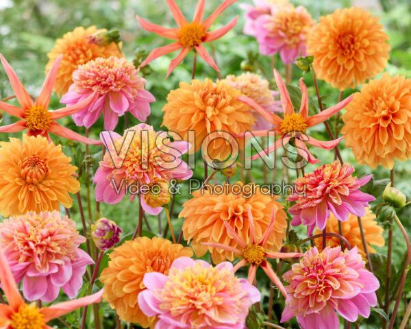 Gemengde dahlias Gemengde dahlias