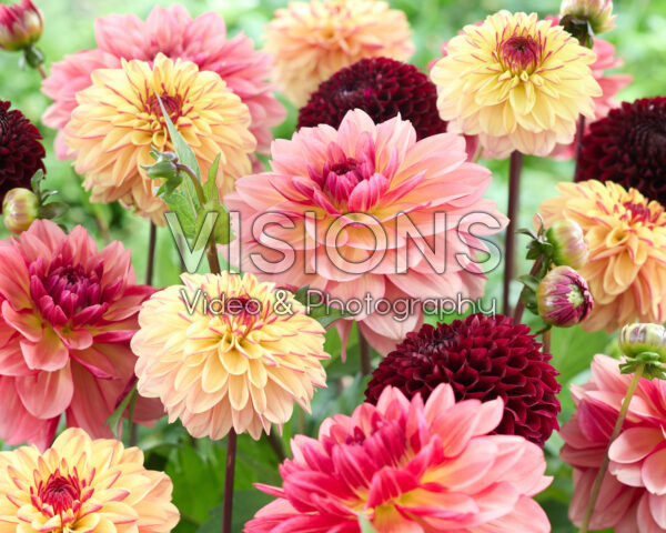 Mixed dahlias