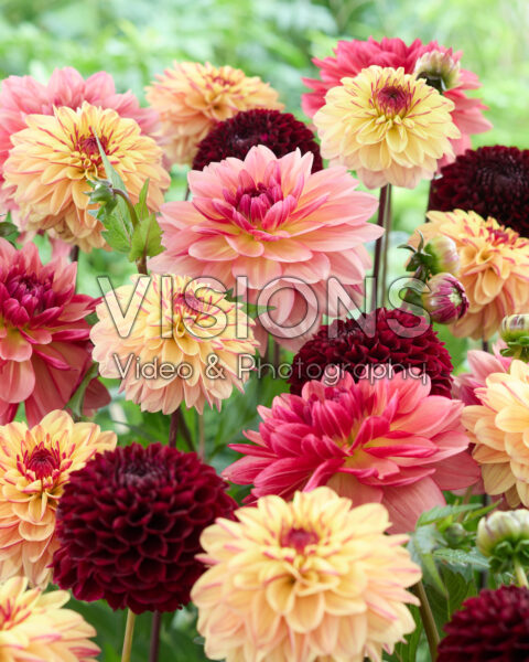 Gemengde dahlias Gemengde dahlias