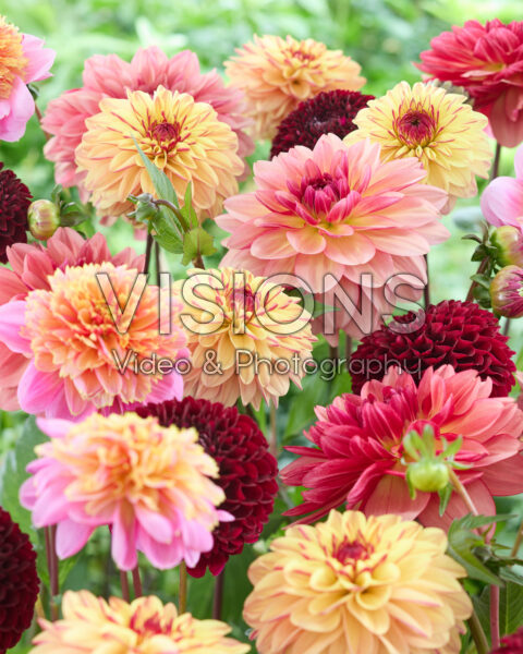 Mixed dahlias