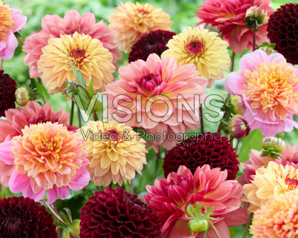 Gemengde dahlias