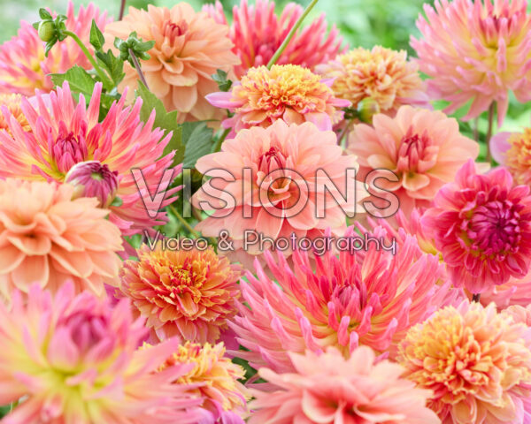 Gemengde dahlias