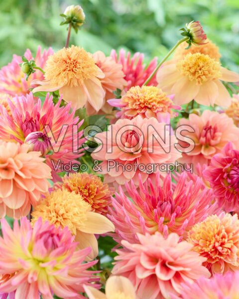 Mixed dahlias
