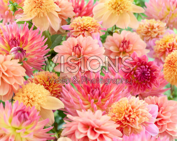Mixed dahlias
