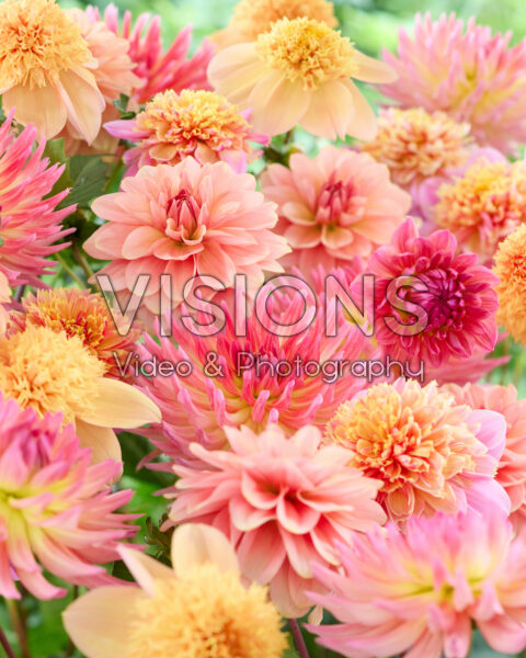 Mixed dahlias Mixed dahlias