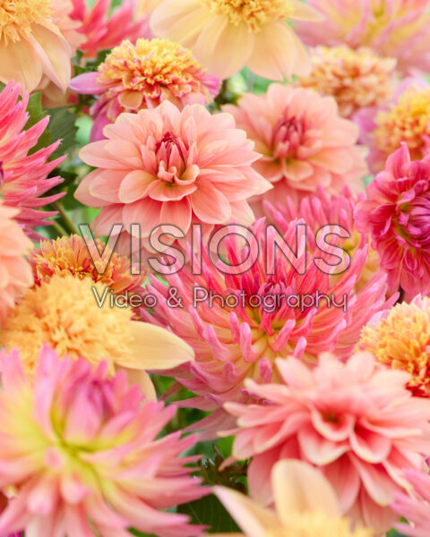 Mixed dahlias