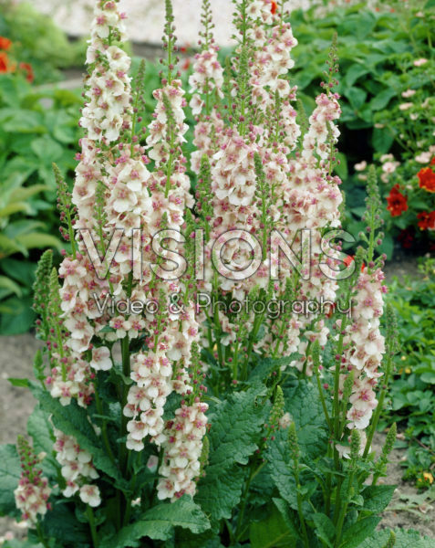 Verbascum Jolly Eyes Verbascum Jolly Eyes