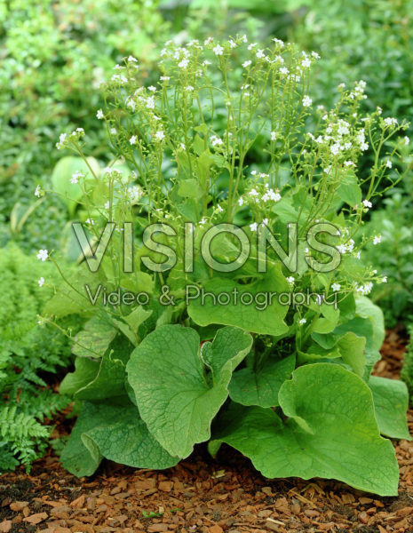 Brunnera macrophylla Betty Bowring