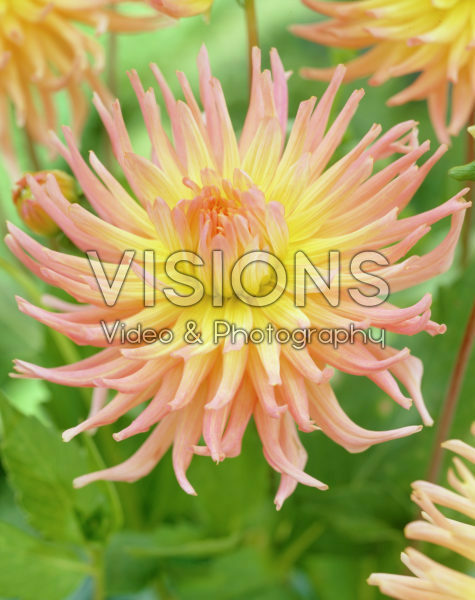 Dahlia Apricot Star Dahlia Apricot Star