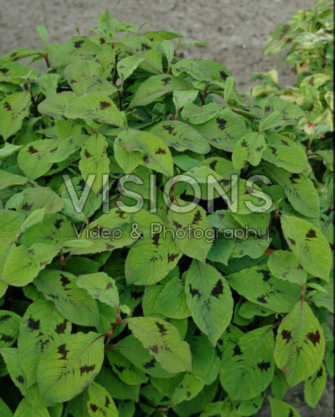 Persicaria filiformis Variegata