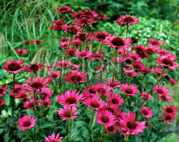 Echinacea purpurea Vintage Wine®