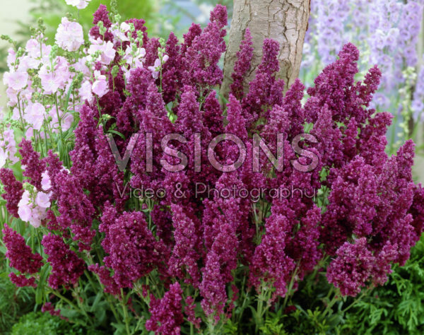 Salvia nemorosa Plumosa Salvia nemorosa Plumosa