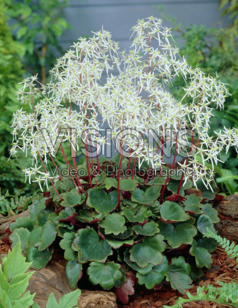 Saxifraga cortusifolia Rubrifolia