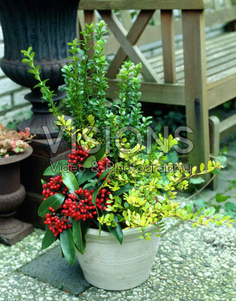 Autumn, Ilex crenata Golden Gem, Leucothoe, Euonymus, Erica gracilis