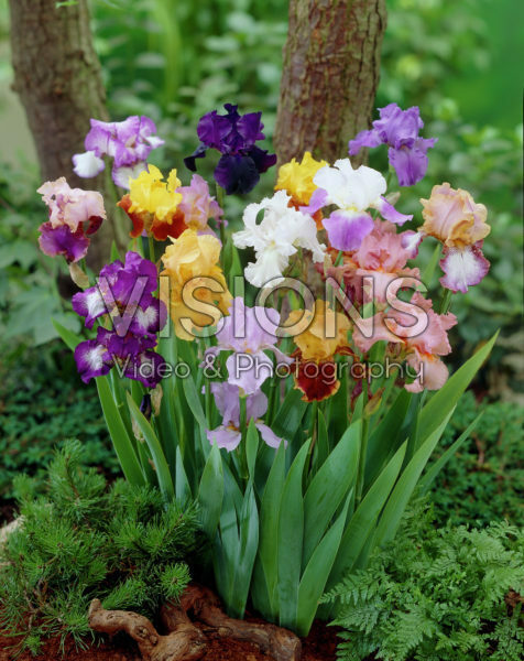 Iris germanica mixed