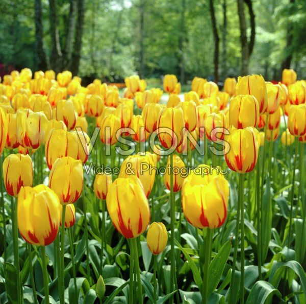 Tulipa La Courtine Tulipa La Courtine