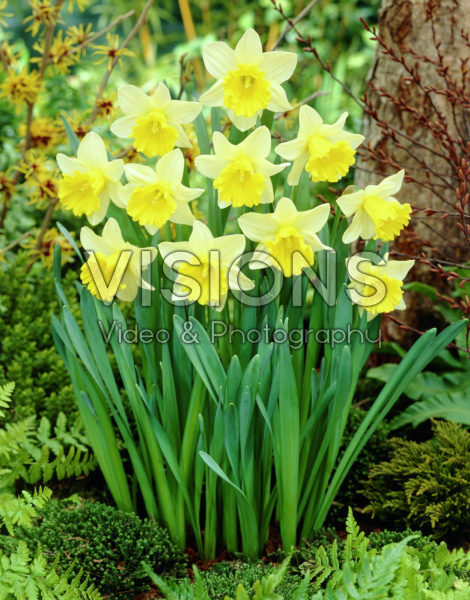 Narcissus Kiss Me ® Narcissus Kiss Me ®