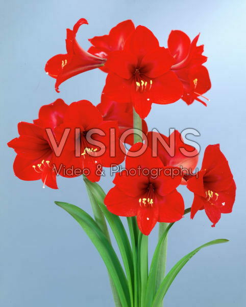 Hippeastrum Rapido ® Hippeastrum Rapido ®
