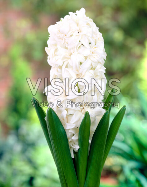 Hyacinthus Snow Crystal