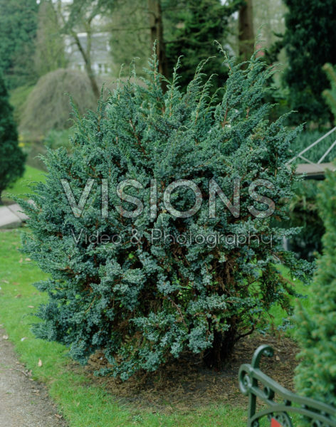 Juniperus squamata Meyeri Juniperus squamata Meyeri