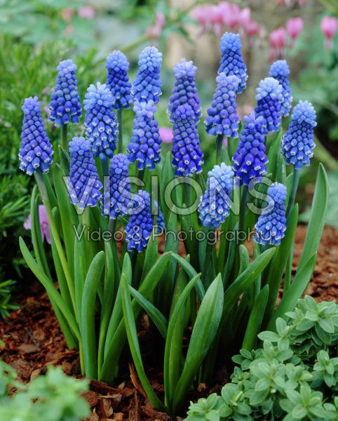 Muscari armeniacum Dark Eyes Muscari armeniacum Dark Eyes