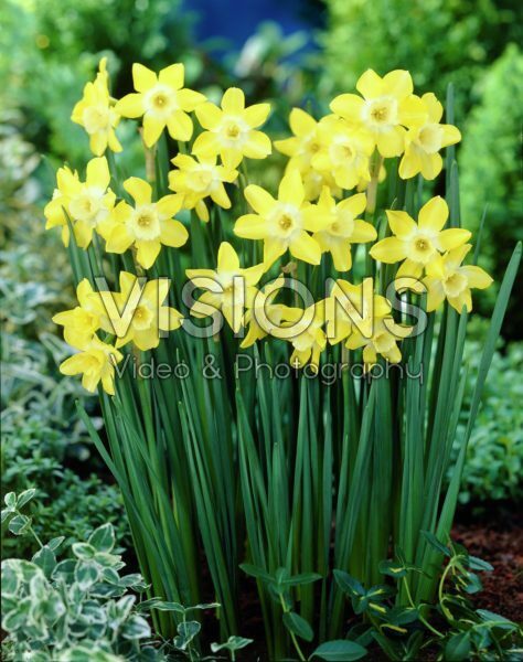Narcissus Verdin Narcissus Verdin