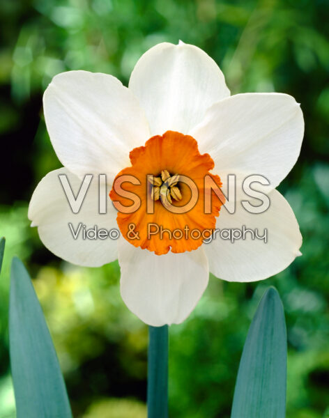 Narcissus Cherry Spot