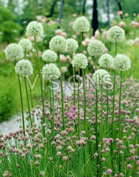 Allium Mont Blanc Allium Mont Blanc