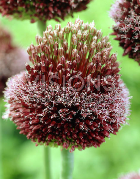 Allium Forelock Allium Forelock