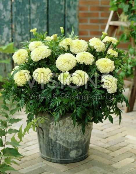 Tagetes erecta Vanilla Tagetes erecta Vanilla