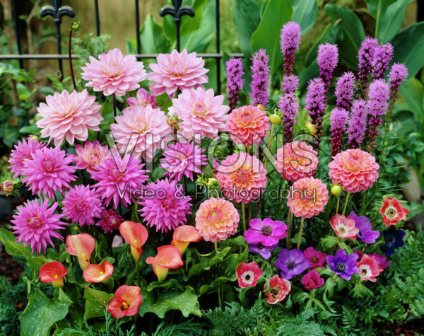 Summer, Dahlia, Liatris, Zantedeschia, Anemone de Caen | Visions Pictures