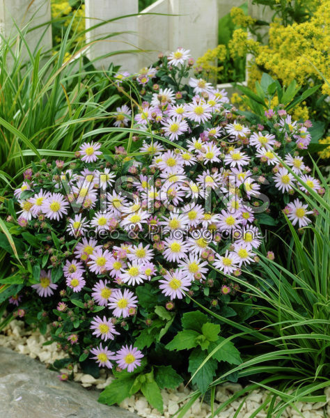 Aster ageratoides Stardust