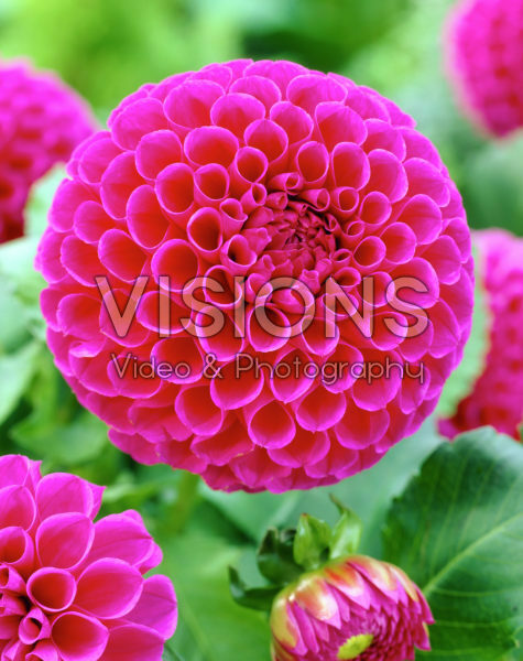 Dahlia Jowey Nina Dahlia Jowey Nina
