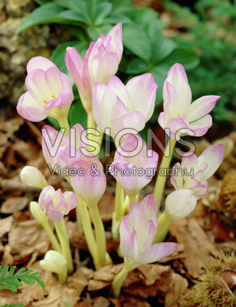 Colchicum Giant Colchicum Giant