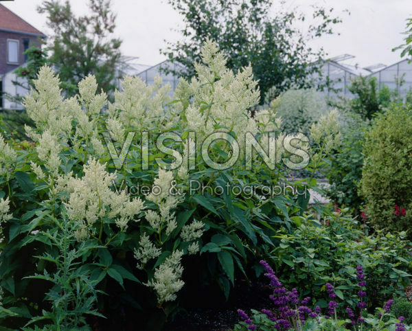 Persicaria polymorpha Persicaria polymorpha